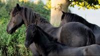 Click to watch 'Foal OClock' (popup) Free Rein
